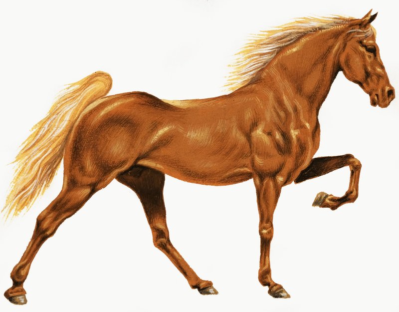 Cavallo da English School