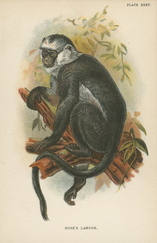 Il Langur di Hose da English School