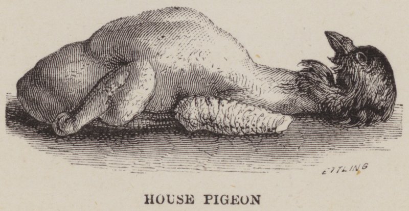 Piccione domestico (incisione) da English School