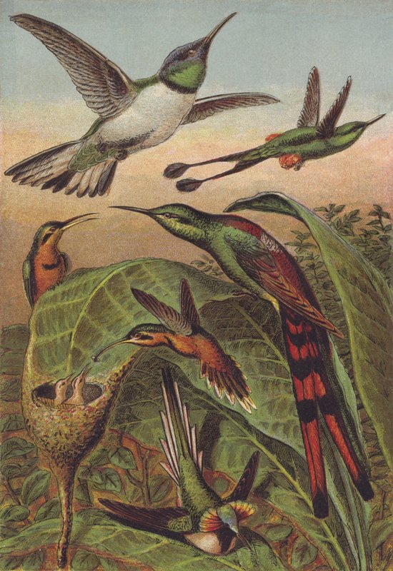 Colibrì da English School