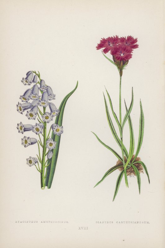 Hyacinthus Amethystinus; Dianthus Carthusianorum (litografia a colori) da English School