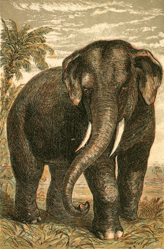 Elefante indiano da English School