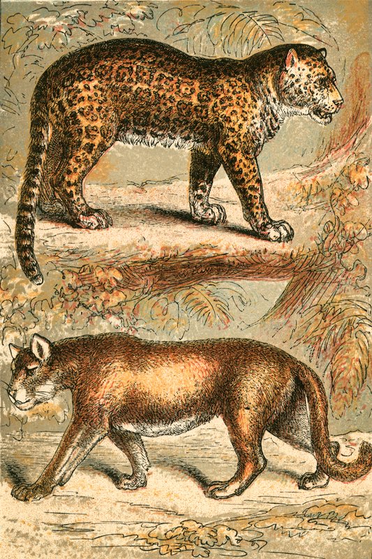 Giaguaro e Puma da English School