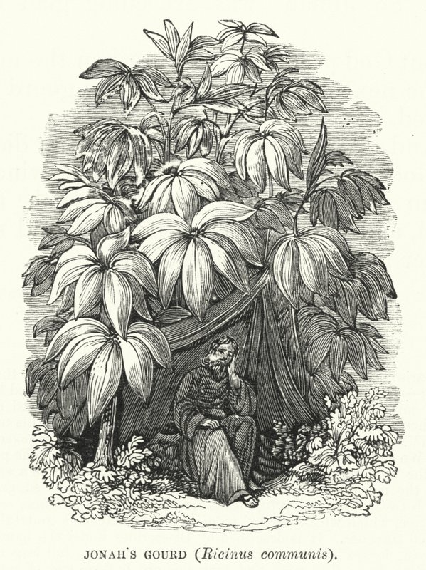 Zucca di Giona, Ricinus communis (incisione) da English School