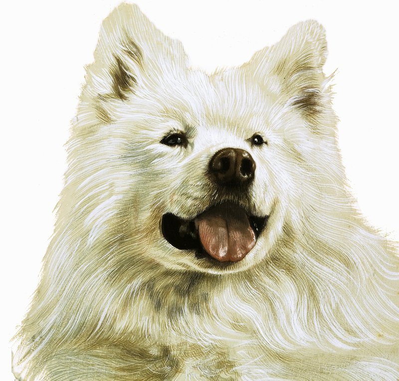 Keeshond da English School