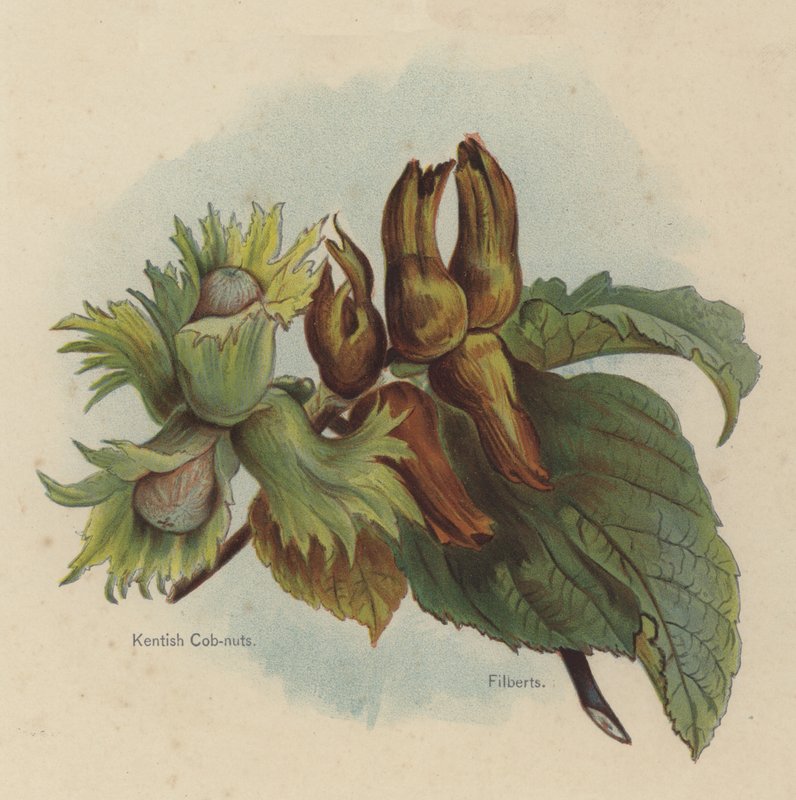 Nocciole Kentish, Nocciole Filberts da English School