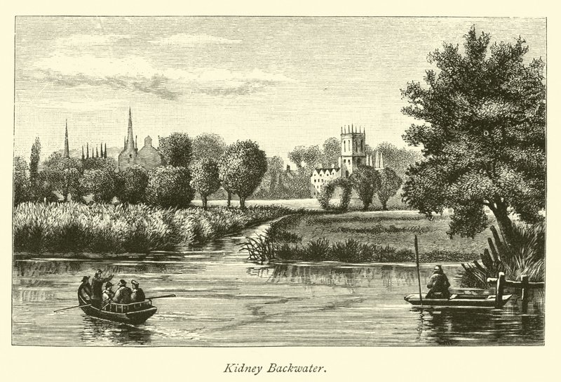 Kidney Backwater da English School