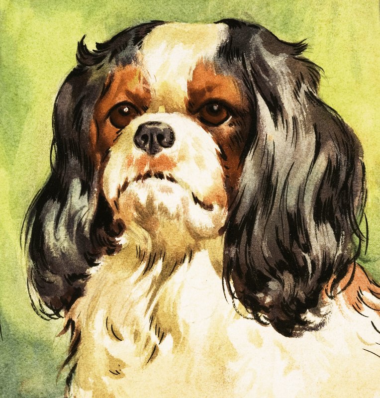 Spaniel Re Carlo da English School