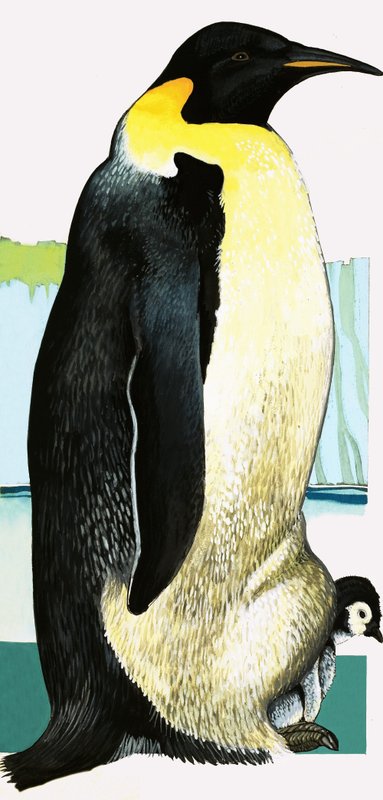 Pinguino reale da English School
