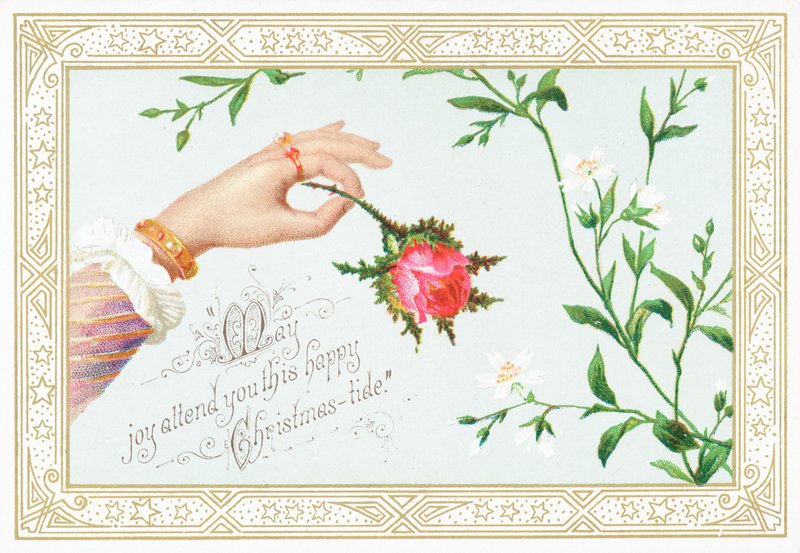 Mano di donna che tiene una rosa da English School