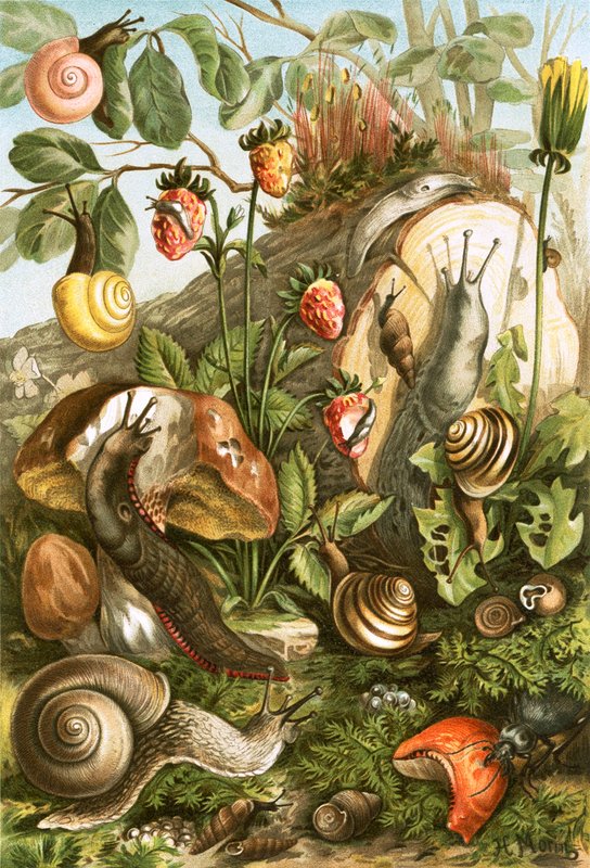 Molluschi terrestri da English School