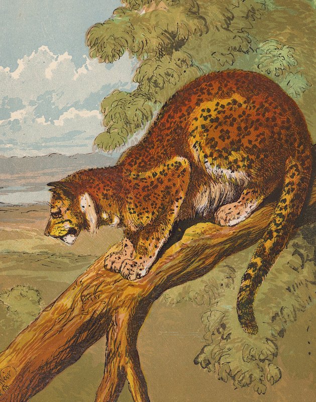 Leopardo da English School