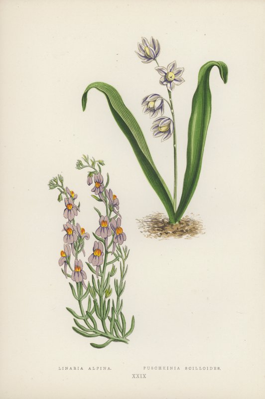 Linaria Alpina; Puschkinia Scilloides da English School