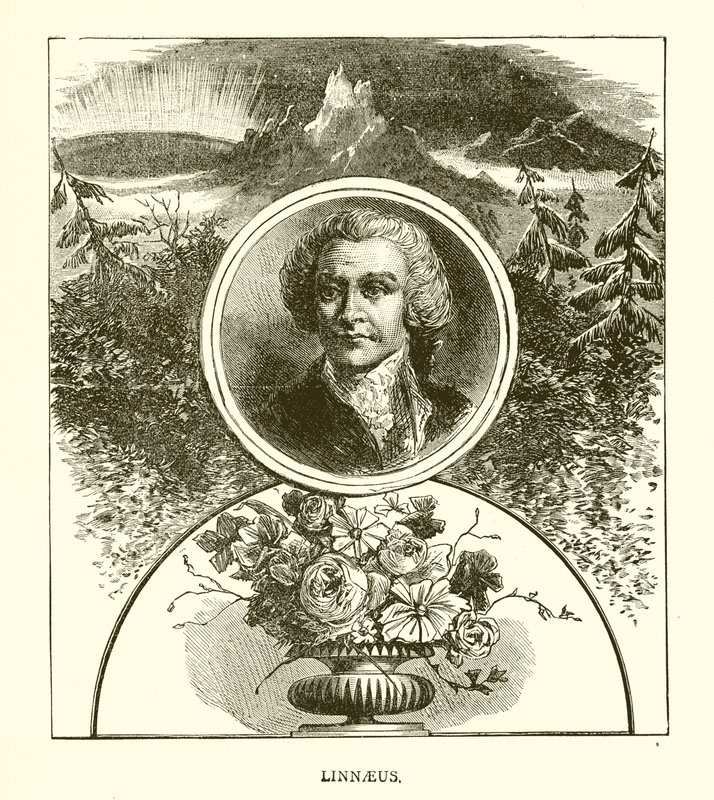 Linnaeus da English School