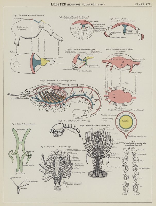 Aragosta, Homarus Vulgaris da English School