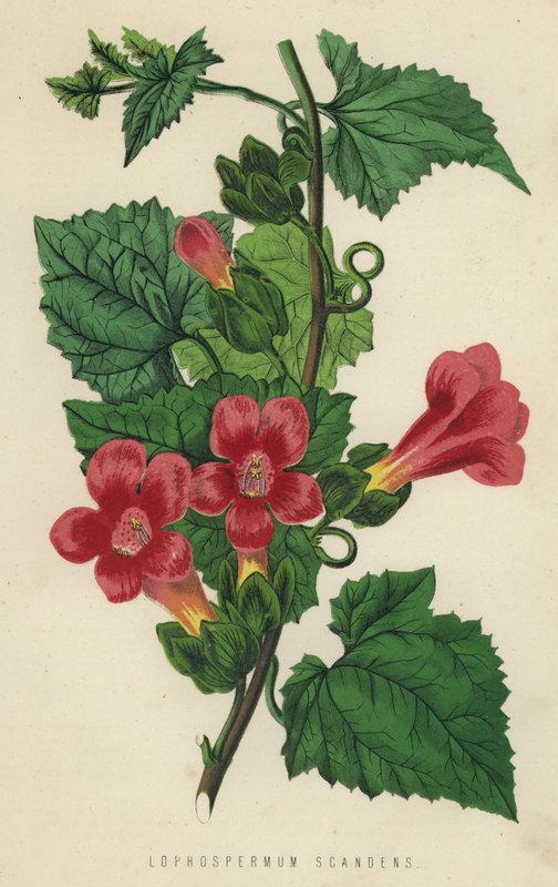 Lophospermum Scandens da English School