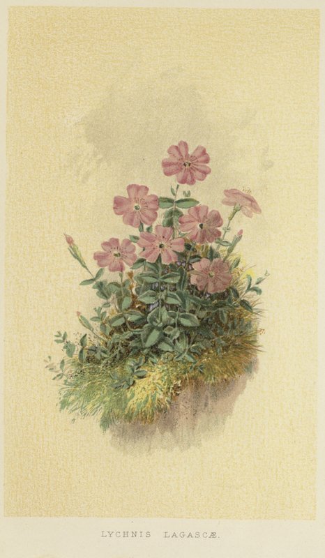 Lychnis lagascae da English School