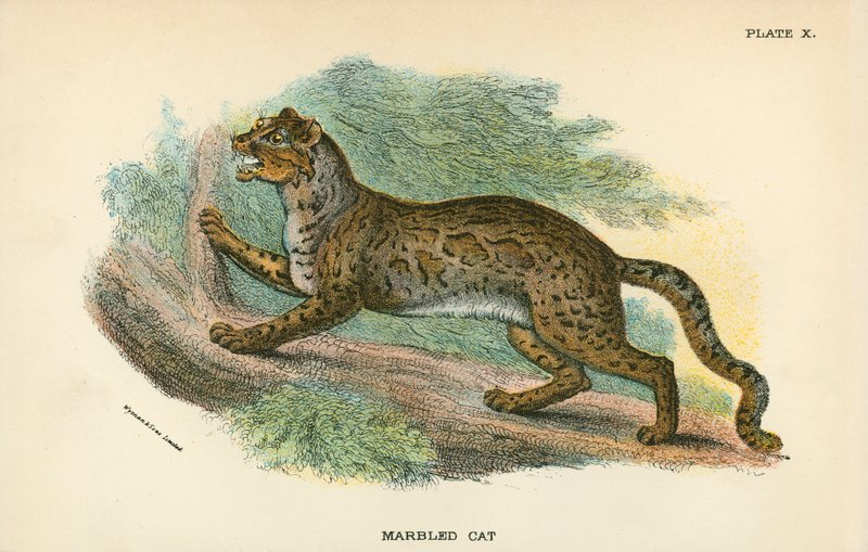 Gatto marmorizzato da English School