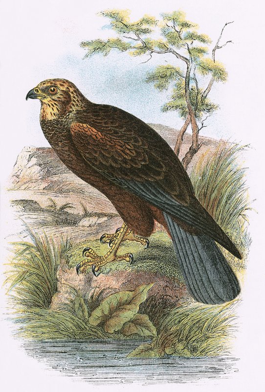 Falco di palude da English School