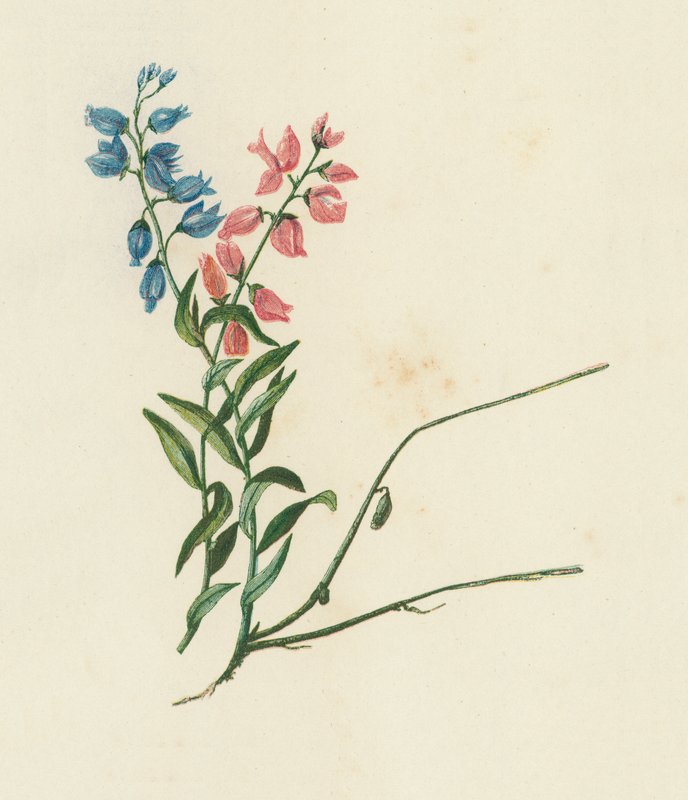 Polygala Vulgaris da English School