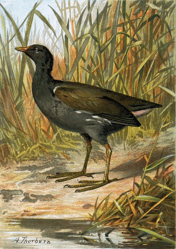 Gallinella d