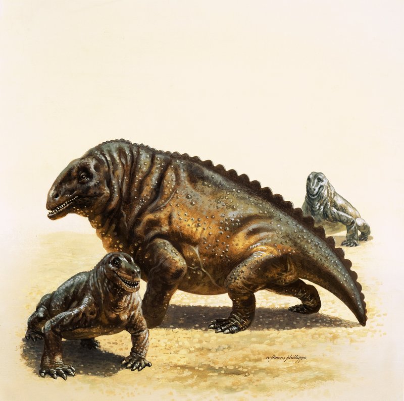 Moschops da English School