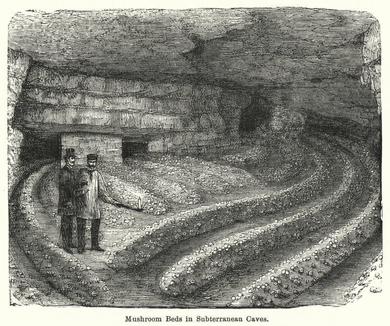 Letti di funghi in grotte sotterranee (incisione) da English School