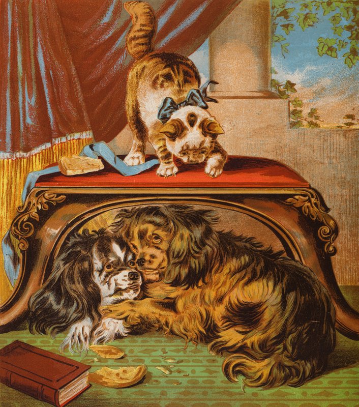 Il mio gattino da English School