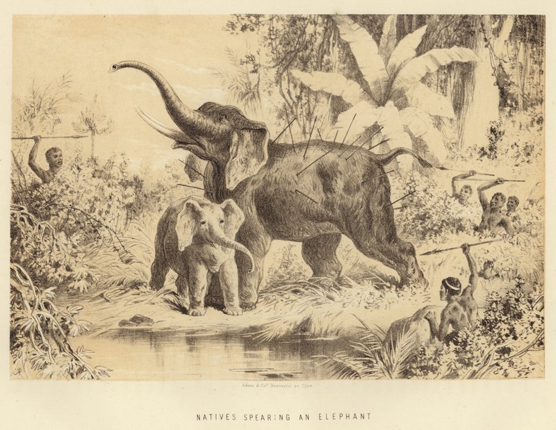 Indigeni che infilzano un elefante da English School