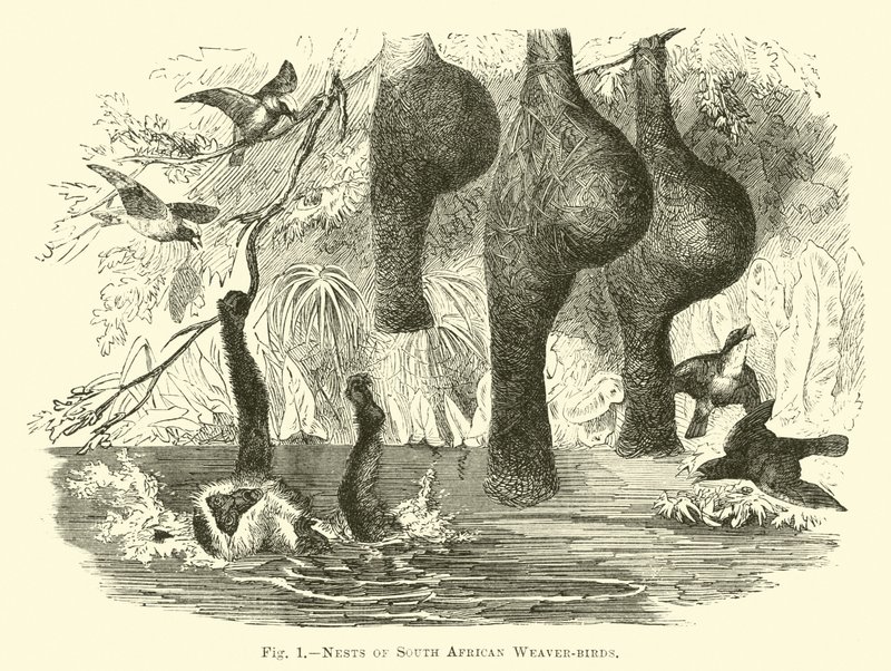 Nidi di tessitori sudafricani da English School