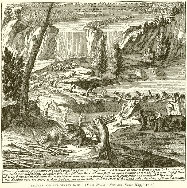 Niagara e le Dighe dei Castori da English School