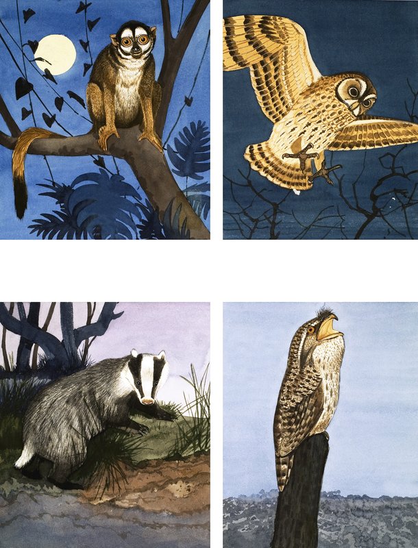 Creature della notte da English School