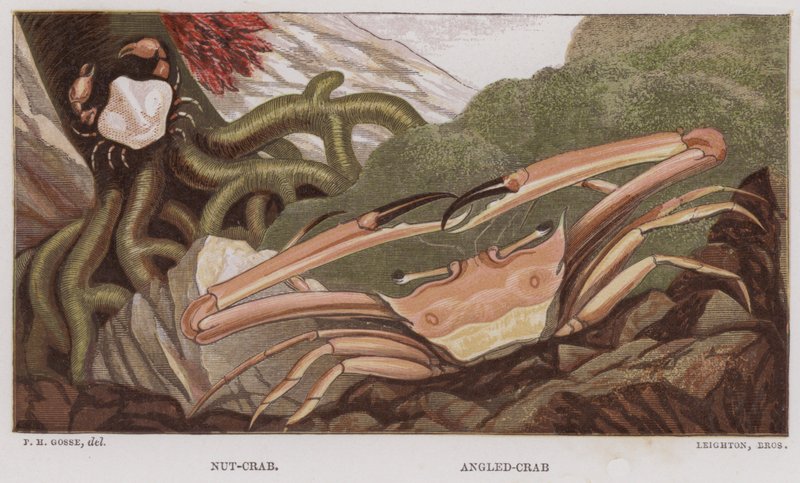 Granchio di noce, Granchio angolato (litografia a colori) da English School