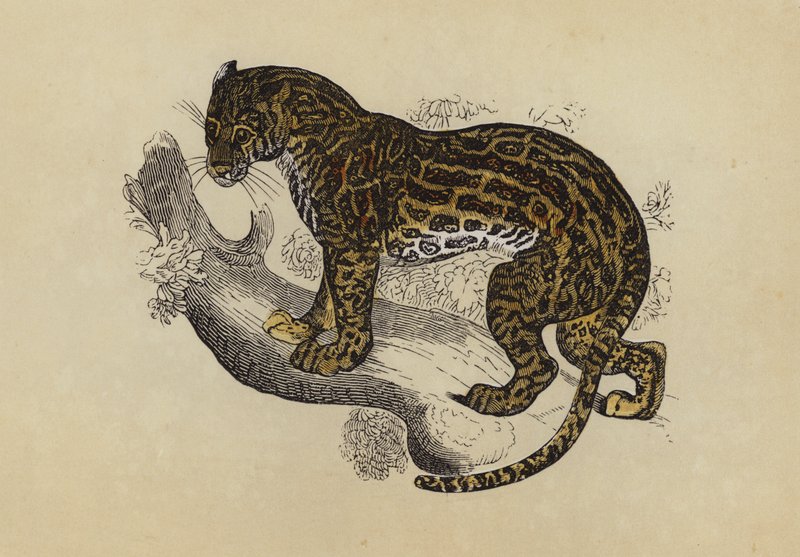 Ocelot da English School