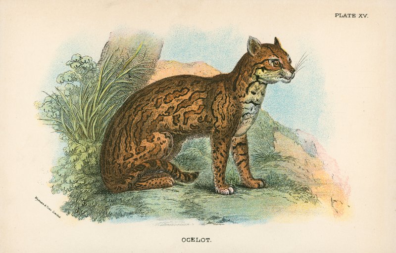 Ocelot da English School