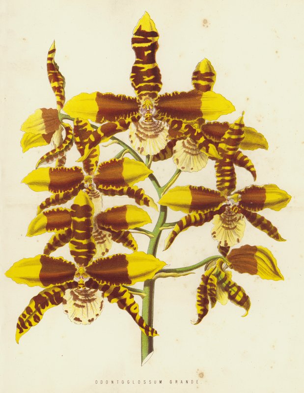 Odontoglossum grande da English School
