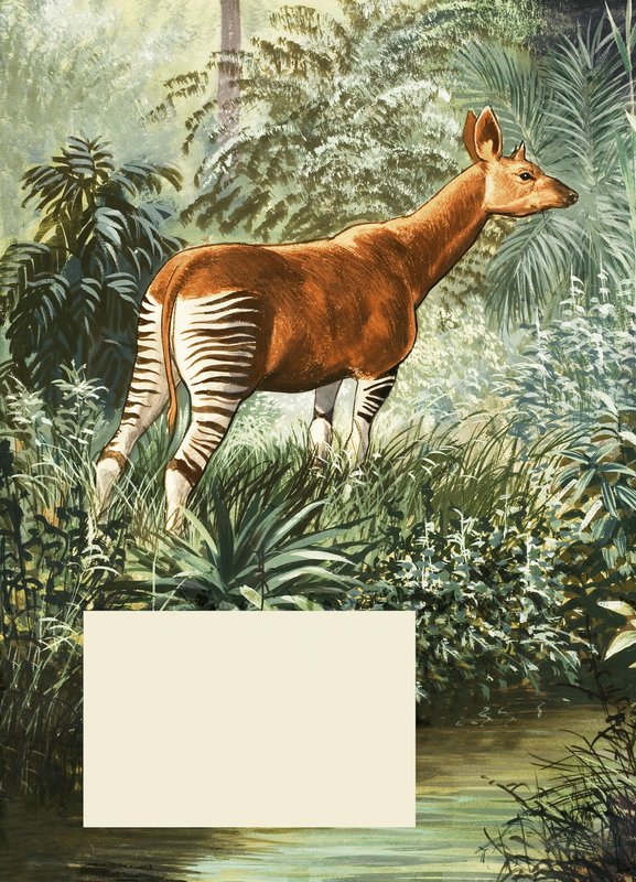 Okapi da English School
