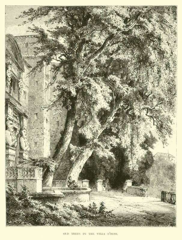 Vecchi alberi nella Villa d