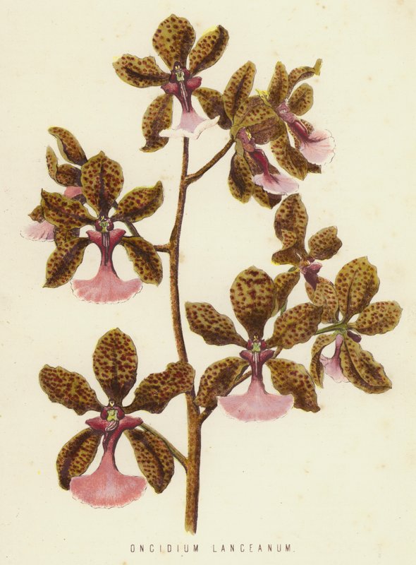 Oncidium Lanceanum da English School