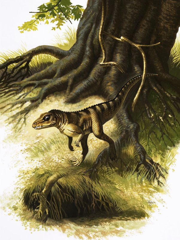 Onithosuchus da English School