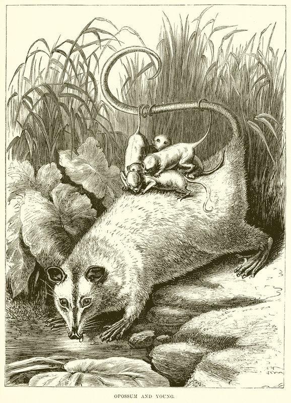 Opossum e giovane da English School