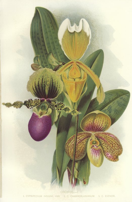 Orchidee da English School