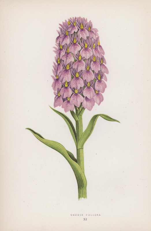 Orchis Foliosa da English School