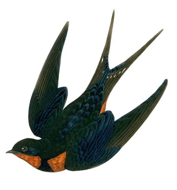 Rondine orientale (incisione colorata) da English School