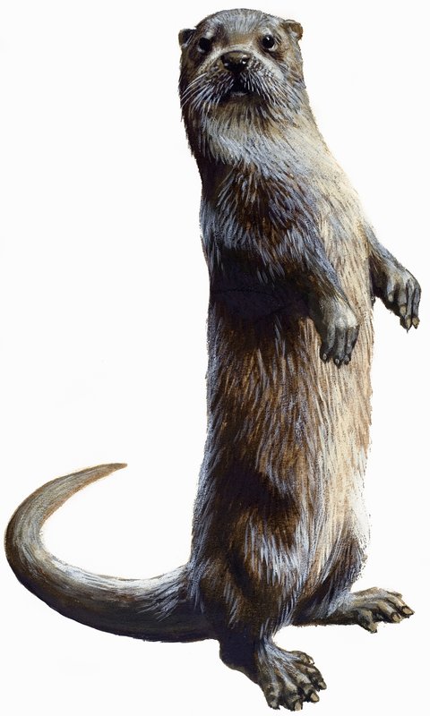 Lontra da English School