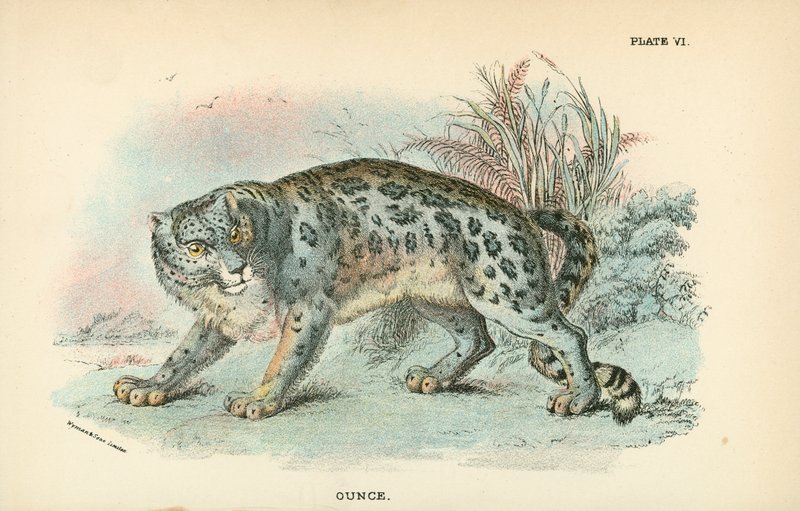Leopardo delle nevi da English School