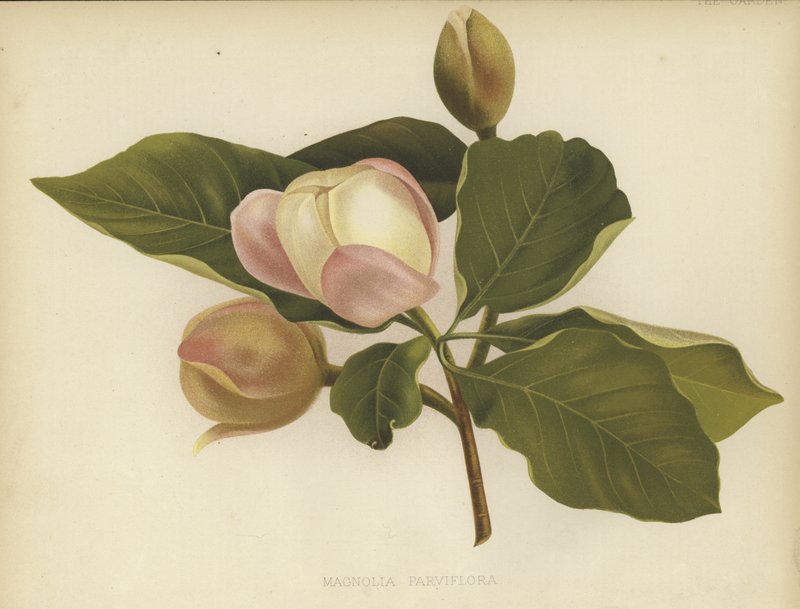 Magnolia Oyama da English School