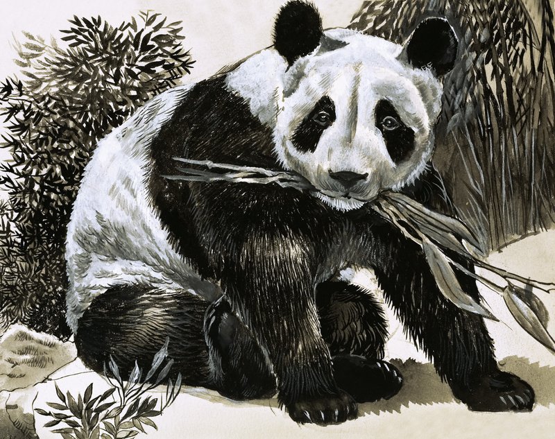 Panda da English School