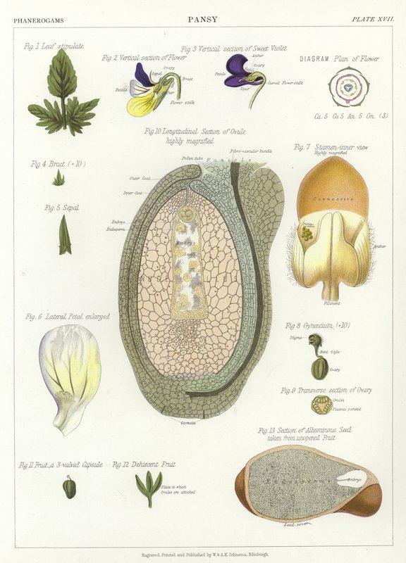 Viola del Pensiero da English School