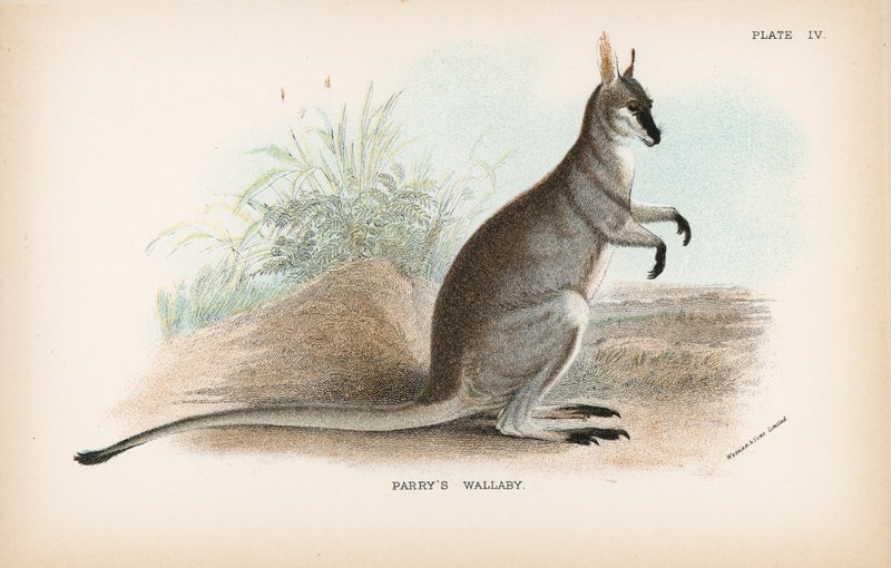 Wallaby di Parry da English School